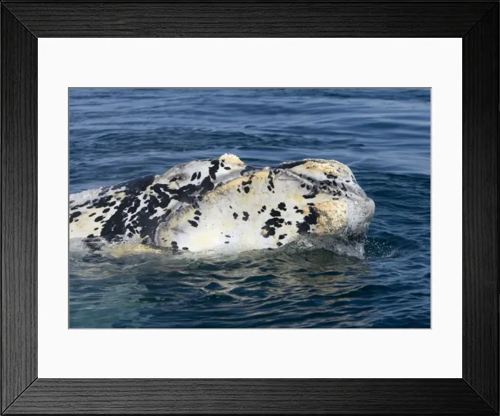 Framed Print : Southern Right Whale - Close-up of head of a white calf ('Marine Dalmatian'). Each year a few white calves are born. Normal color is dark gray. Valdes Peninsula, Province Chubut, Patagonia, Argentina Framed Print : Southern Right Whale - Close-up of head of a white calf ('Marine Dalmatian'). Each year a few white calves are born. Normal color is dark gray. Valdes Peninsula, Province Chubut, Patagonia, Argentina