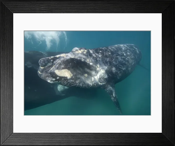 Framed Print : Southern Right Whale - Mother (background) and calf (foreground). note aggregations of yellowish cyamids around the calf's mouth, eye, callosities, and a patch on side of cheek. Valdes Peninsula, Province Chubut, Patagonia, Argentina Framed Print : Southern Right Whale - Mother (background) and calf (foreground). note aggregations of yellowish cyamids around the calf's mouth, eye, callosities, and a patch on side of cheek. Valdes Peninsula, Province Chubut, Patagonia, Argentina
