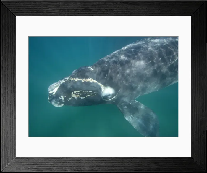 Framed Print : Southern Right Whale - Calf. note aggregations of cyamids ('whale lice') around mouth and callosities. Valdes Peninsula, Province Chubut, Patagonia, Argentina Framed Print : Southern Right Whale - Calf. note aggregations of cyamids ('whale lice') around mouth and callosities. Valdes Peninsula, Province Chubut, Patagonia, Argentina