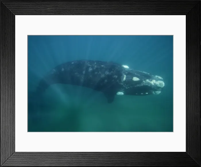 Framed Print : Southern Right Whale Valdes Peninsula, Province Chubut, Patagonia, Argentina Framed Print : Southern Right Whale Valdes Peninsula, Province Chubut, Patagonia, Argentina