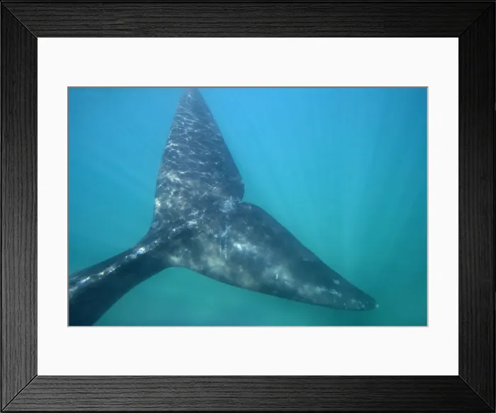 Framed Print : Southern Right Whale Valdes Peninsula, Province Chubut, Patagonia, Argentina Framed Print : Southern Right Whale Valdes Peninsula, Province Chubut, Patagonia, Argentina