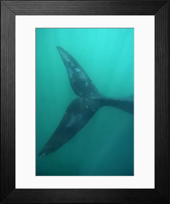 Framed Print : Southern Right Whale Valdes Peninsula, Province Chubut, Patagonia, Argentina Framed Print : Southern Right Whale Valdes Peninsula, Province Chubut, Patagonia, Argentina
