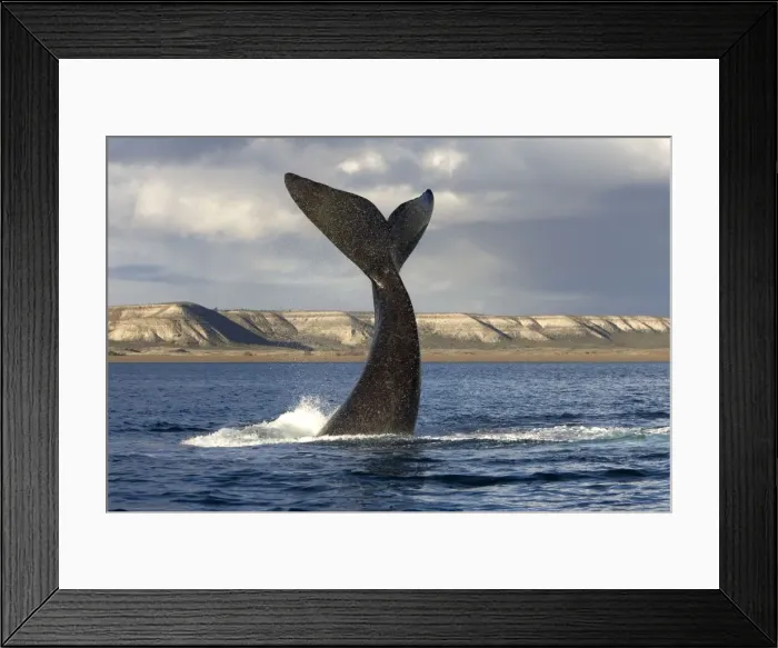 Framed Print : Southern Right Whale - Lobtailing behavior: the whale raises its tail stock and flukes high above the surface of the sea and slaps down on the surface repeatedly. Valdes Peninsula, Province Chubut, Patagonia, Argentina Framed Print : Southern Right Whale - Lobtailing behavior: the whale raises its tail stock and flukes high above the surface of the sea and slaps down on the surface repeatedly. Valdes Peninsula, Province Chubut, Patagonia, Argentina