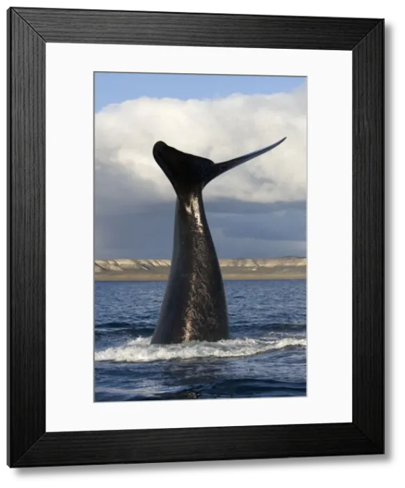 Framed Print : Southern Right Whale - Lobtailing behavior: the whale raises its tail stock and flukes high above the surface of the sea and slaps down on the surface repeatedly. Valdes Peninsula, Province Chubut, Patagonia, Argentina Framed Print : Southern Right Whale - Lobtailing behavior: the whale raises its tail stock and flukes high above the surface of the sea and slaps down on the surface repeatedly. Valdes Peninsula, Province Chubut, Patagonia, Argentina