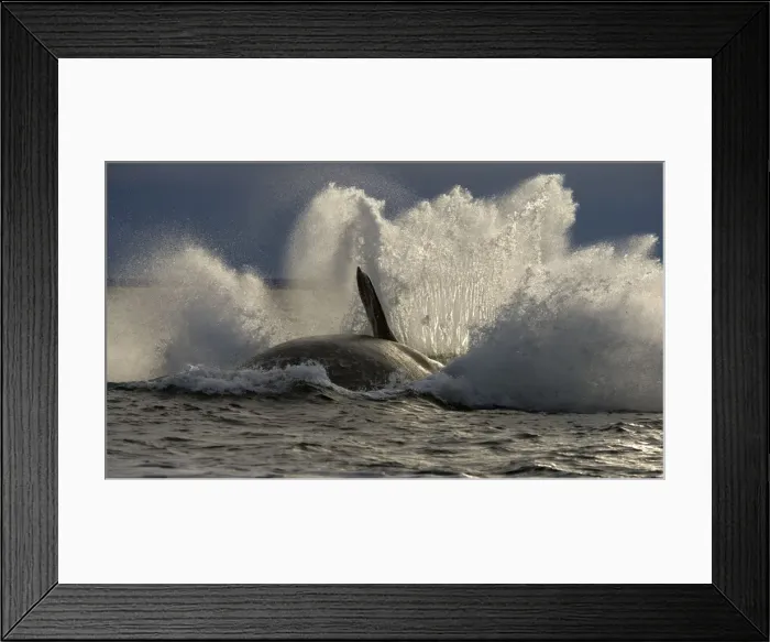 Framed Print : Southern Right Whale - Falling back in the sea at the end of a breach. Valdes Peninsula, Province Chubut, Patagonia, Argentina Framed Print : Southern Right Whale - Falling back in the sea at the end of a breach. Valdes Peninsula, Province Chubut, Patagonia, Argentina