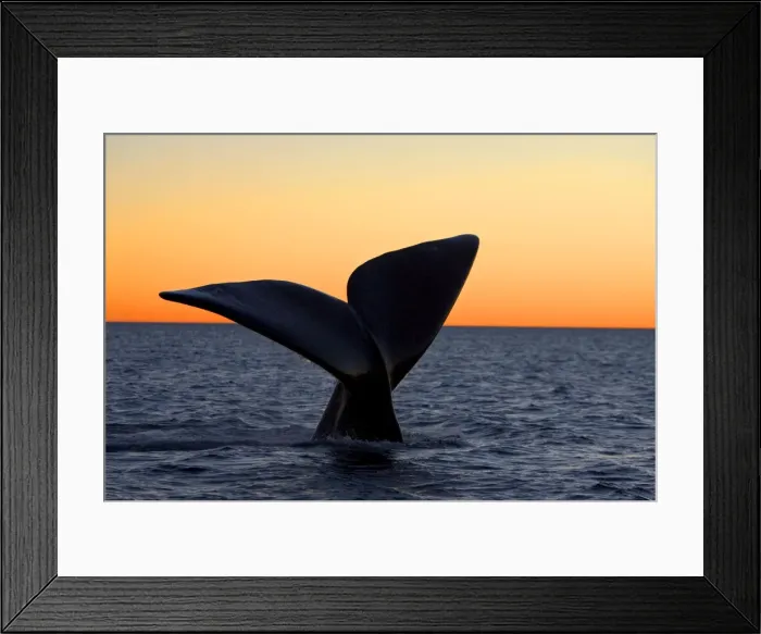 Framed Print : Southern Right Whale - Tail fluke, at sunset Valdes Peninsula, Province Chubut, Patagonia, Argentina Framed Print : Southern Right Whale - Tail fluke, at sunset Valdes Peninsula, Province Chubut, Patagonia, Argentina