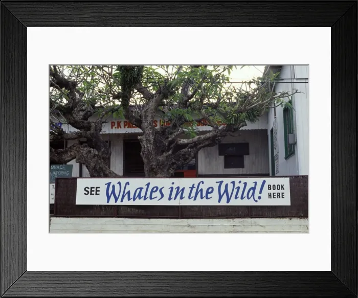 Framed Print : Tonga, South Pacific - Whale watching advertisement in Neiafu, in the Vava'u group of islands Framed Print : Tonga, South Pacific - Whale watching advertisement in Neiafu, in the Vava'u group of islands