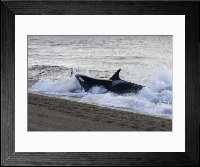 Framed Print : Orca / Killer whale - Orca hunting South American Sealion pup, on a beach at Punta Norte, Valdes Peninsula, Patagonia, Argentina Framed Print : Orca / Killer whale - Orca hunting South American Sealion pup, on a beach at Punta Norte, Valdes Peninsula, Patagonia, Argentina