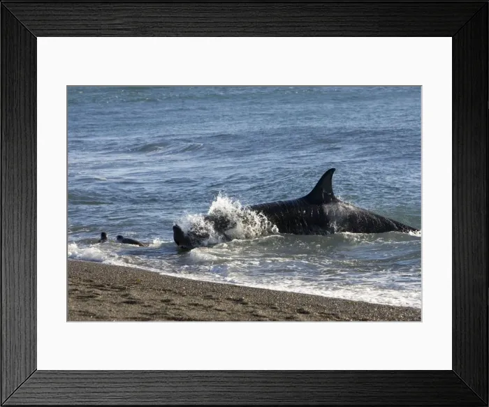 Framed Print : Orca / Killer whale - Orca hunting South American Sealion pup, on a beach at Punta Norte, Valdes Peninsula, Patagonia, Argentina Framed Print : Orca / Killer whale - Orca hunting South American Sealion pup, on a beach at Punta Norte, Valdes Peninsula, Patagonia, Argentina