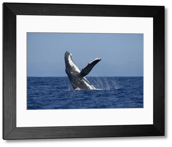 Framed Print : Humpback whale - Breaching Vava'u, Tonga, South Pacific