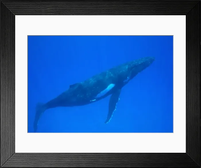 Framed Print : Humpback whale - adult Southern Hemisphere Humpbacks have more white on their belly and sides than their Northern Hemisphere counterparts. Vava'u, Tonga, South Pacific Framed Print : Humpback whale - adult Southern Hemisphere Humpbacks have more white on their belly and sides than their Northern Hemisphere counterparts. Vava'u, Tonga, South Pacific
