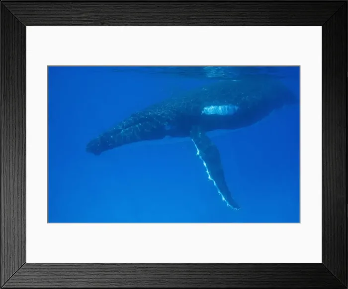 Framed Print : Humpback whale - Southern Hemisphere Humpbacks have more white on their belly and sides than their Northern Hemisphere counterparts. Vava'u, Tonga, South Pacific Framed Print : Humpback whale - Southern Hemisphere Humpbacks have more white on their belly and sides than their Northern Hemisphere counterparts. Vava'u, Tonga, South Pacific