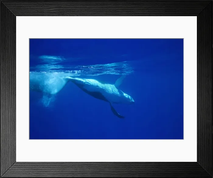 Framed Print : Humpback whale - Calf, rolling and diving after breathing at the surface Vava'u, Tonga, South Pacific Framed Print : Humpback whale - Calf, rolling and diving after breathing at the surface Vava'u, Tonga, South Pacific