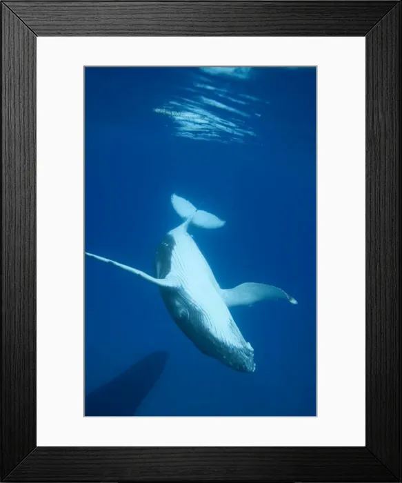Framed Print : Humpback whale - Calf diving to join its mother (visible in the lower left corner). Vava'u, Tonga, South Pacific