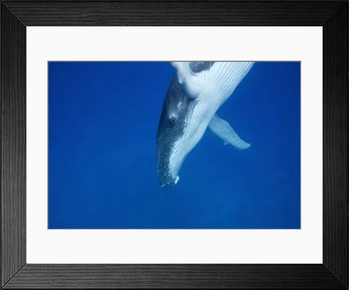 Framed Print : Humpback whale - Calf, diving Vava'u, Tonga, South Pacific Framed Print : Humpback whale - Calf, diving Vava'u, Tonga, South Pacific