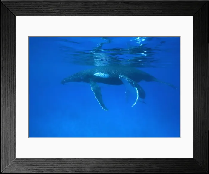Framed Print : Humpback whale - mother and calf Vava'u, Tonga, South Pacific Framed Print : Humpback whale - mother and calf Vava'u, Tonga, South Pacific