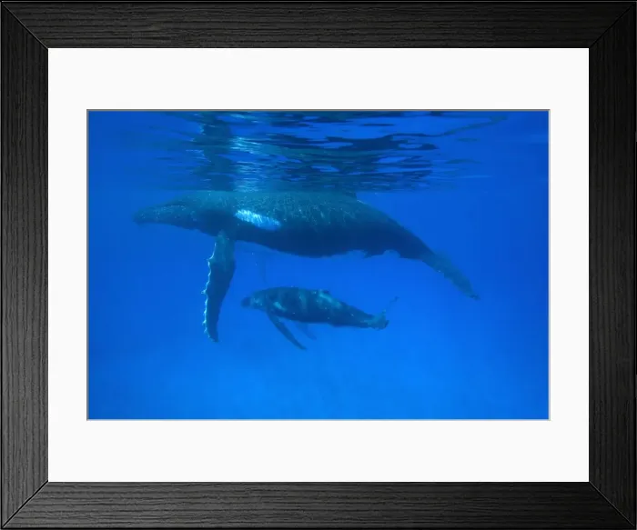 Framed Print : Humpback whale - mother and calf Vava'u, Tonga, South Pacific Framed Print : Humpback whale - mother and calf Vava'u, Tonga, South Pacific