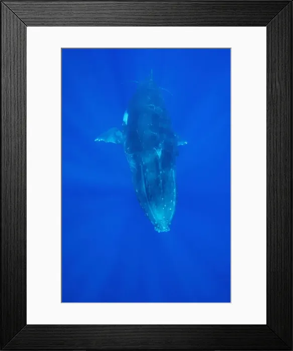 Framed Print : Humpback whale - adult Vava'u, Tonga, South Pacific Framed Print : Humpback whale - adult Vava'u, Tonga, South Pacific