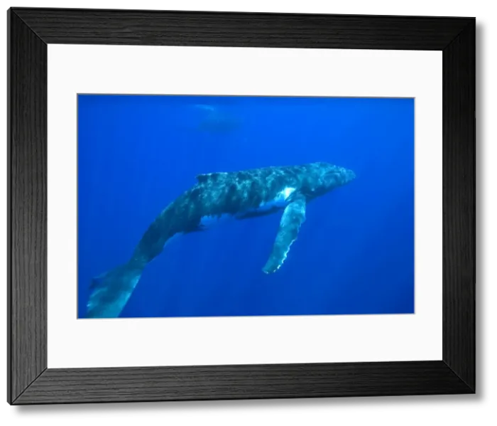 Framed Print : Humpback whale - Adult male. Silhouette of a mother and calf barely visible at top of image. Vava'u, Tonga, South Pacific Framed Print : Humpback whale - Adult male. Silhouette of a mother and calf barely visible at top of image. Vava'u, Tonga, South Pacific