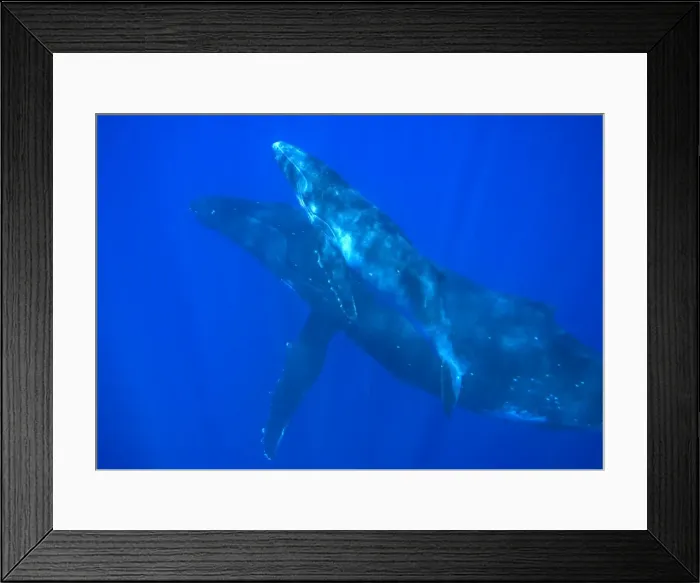 Framed Print : Humpback whale - mother and calf Vava'u, Tonga, South Pacific Framed Print : Humpback whale - mother and calf Vava'u, Tonga, South Pacific