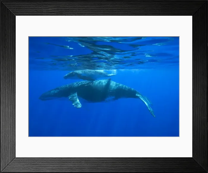 Framed Print : Humpback whale - mother and calf Vava'u, Tonga, South Pacific Framed Print : Humpback whale - mother and calf Vava'u, Tonga, South Pacific