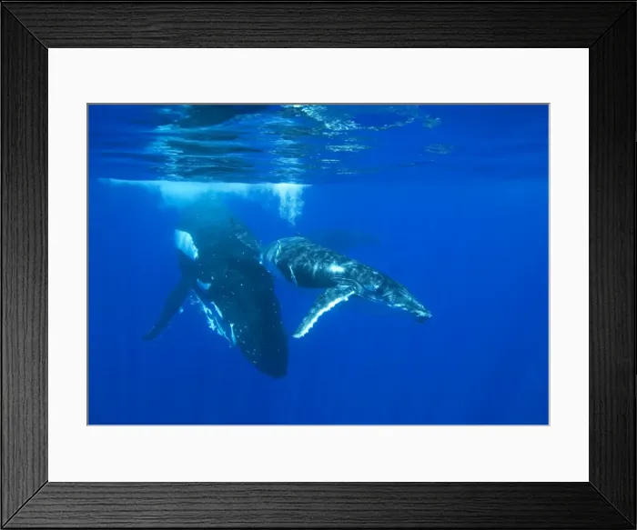 Framed Print : Humpback whale - mother and calf A third whale is visible in the background; it is an escort, a male keeping company to the mother and calf. Vava'u, Tonga, South Pacific Framed Print : Humpback whale - mother and calf A third whale is visible in the background; it is an escort, a male keeping company to the mother and calf. Vava'u, Tonga, South Pacific