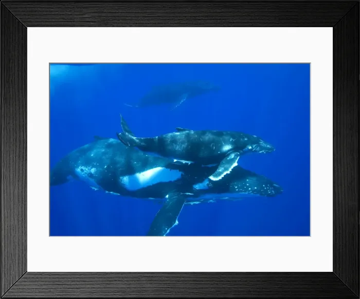 Framed Print : Humpback whale - Mother, calf, and escort (the third whale visible in background). Note remoras hitching a ride under the mother. Vava'u, Tonga, South Pacific Framed Print : Humpback whale - Mother, calf, and escort (the third whale visible in background). Note remoras hitching a ride under the mother. Vava'u, Tonga, South Pacific