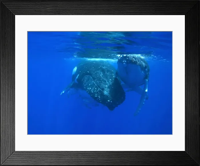 Framed Print : Humpback whale - Mother and calf resting near the surface. Vava'u, Tonga, South Pacific Framed Print : Humpback whale - Mother and calf resting near the surface. Vava'u, Tonga, South Pacific
