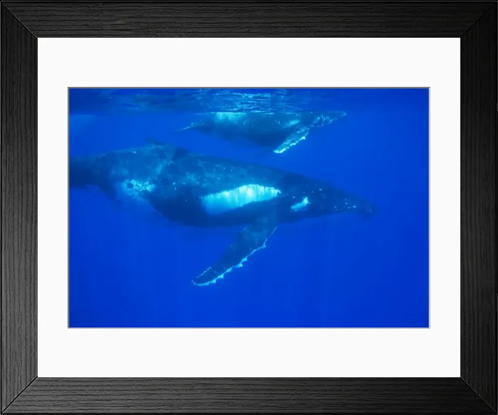 Framed Print : Humpback whale - mother and calf. Vava'u, Tonga, South Pacific Framed Print : Humpback whale - mother and calf. Vava'u, Tonga, South Pacific