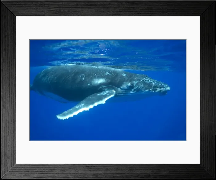 Framed Print : Humpback whale - A curious calf approaches the photographer. Vava'u, Tonga, South Pacific Framed Print : Humpback whale - A curious calf approaches the photographer. Vava'u, Tonga, South Pacific