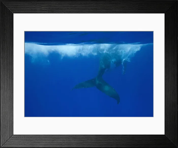Framed Print : Humpback whale - Adult swimming at the surface. Vava'u, Tonga, South Pacific Framed Print : Humpback whale - Adult swimming at the surface. Vava'u, Tonga, South Pacific