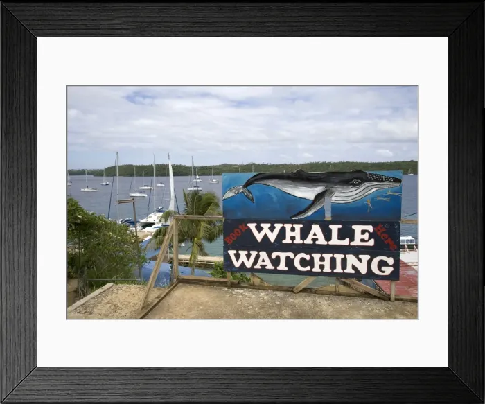 Framed Print : Whale watching advertisement near the harbour at Neiafu Vava'u. Kingdom of Tonga, South Pacific Framed Print : Whale watching advertisement near the harbour at Neiafu Vava'u. Kingdom of Tonga, South Pacific