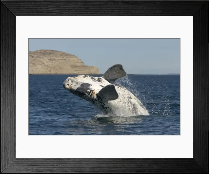Framed Print : Southern Right Whale - Calf breaching. Each year a few white calves are born. normal color is dark grey. Valdes Peninsula, Province Chubut, Patagonia, Argentina Framed Print : Southern Right Whale - Calf breaching. Each year a few white calves are born. normal color is dark grey. Valdes Peninsula, Province Chubut, Patagonia, Argentina