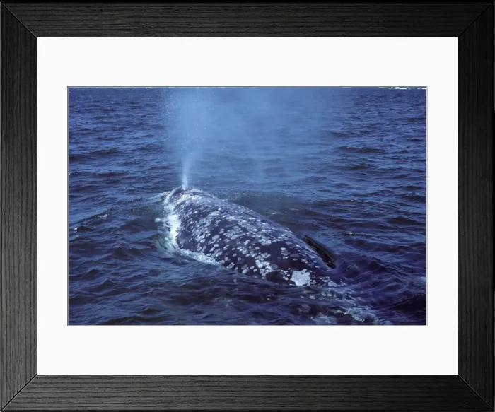 Framed Print : California Grey whale, adult San Ignacio Lagoon, Baja California South, Mexico Framed Print : California Grey whale, adult San Ignacio Lagoon, Baja California South, Mexico