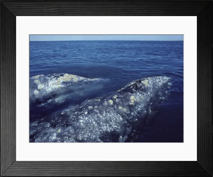 Framed Print : California Grey whale Two adults. San Ignacio Lagoon, Baja California South, Mexico Framed Print : California Grey whale Two adults. San Ignacio Lagoon, Baja California South, Mexico