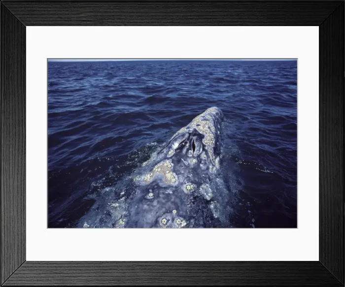 Framed Print : California Gray Whale - Close-up of the head, showing the twin blowholes and barnacle colonies. San Ignacio Lagoon, Baja California South, Mexico