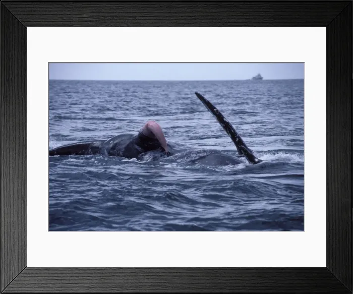 Framed Print : California Grey Whale Courting / mating. San Ignacio Lagoon, Baja California south, Mexico Framed Print : California Grey Whale Courting / mating. San Ignacio Lagoon, Baja California south, Mexico