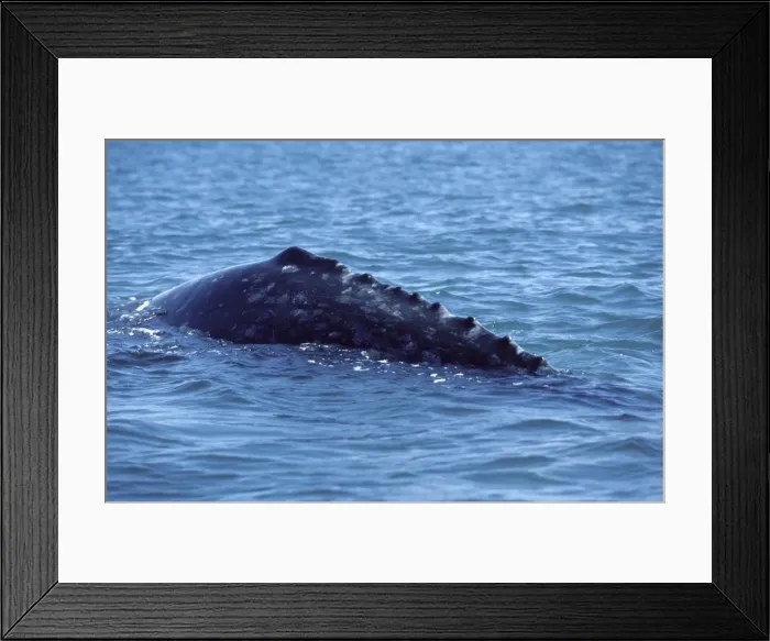 Framed Print : California Grey Whale - Grey whales don't have a dorsal fin, but rather a hump, followed by a series of bumps or knuckles along the top of the caudal peduncle. San Ignacio Lagoon, Baja California South, Mexico Framed Print : California Grey Whale - Grey whales don't have a dorsal fin, but rather a hump, followed by a series of bumps or knuckles along the top of the caudal peduncle. San Ignacio Lagoon, Baja California South, Mexico