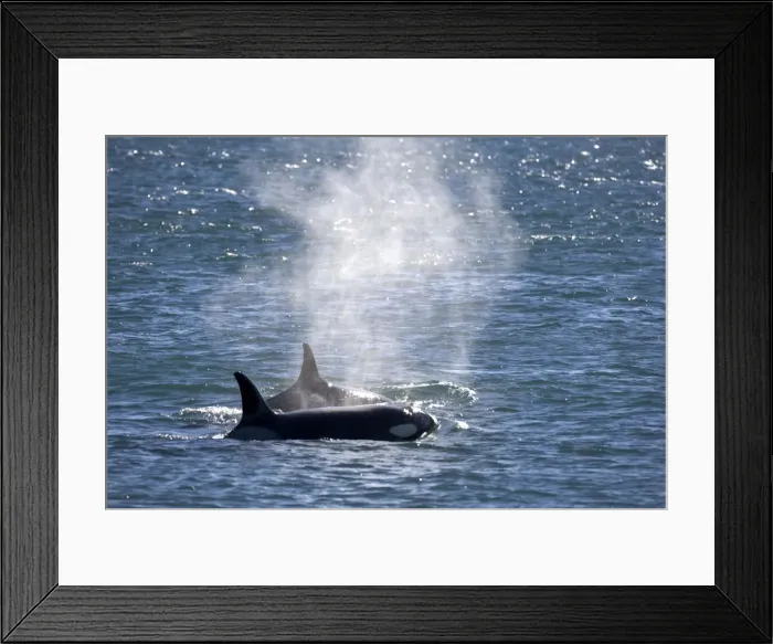 Framed Print : Killer whale / Orca - Hunting South American Sealion pups at the water's edge. Two orcas patrol the waters off Punta Norte, Valdes Peninsula, Province Chubut, Patagonia, Argentina Framed Print : Killer whale / Orca - Hunting South American Sealion pups at the water's edge. Two orcas patrol the waters off Punta Norte, Valdes Peninsula, Province Chubut, Patagonia, Argentina