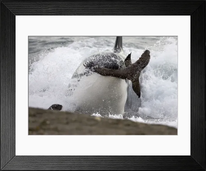 Framed Print : Killer whale  /  Orc - Hunting South American Sea lion pups at the water's edge. Punta Norte, Valdes Peninsula, Province Chubut, Patagonia, Argentina