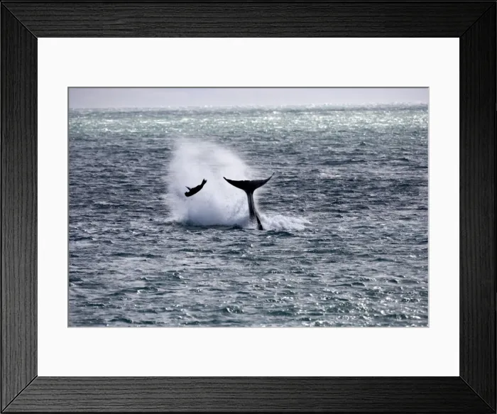 Framed Print : Killer whale / Orca - Hunting South American Sea lion pups at the water's edge. Sometimes the orcas play with pup after capture, kicking it in the air with their tail or head. Punta Norte, Valdes Peninsula, Province Chubut, Patagonia, Argentina Framed Print : Killer whale / Orca - Hunting South American Sea lion pups at the water's edge. Sometimes the orcas play with pup after capture, kicking it in the air with their tail or head. Punta Norte, Valdes Peninsula, Province Chubut, Patagonia, Argentina