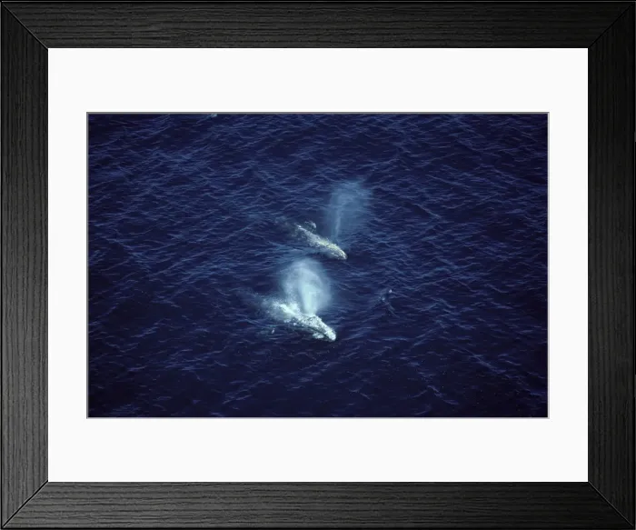 Framed Print : California Grey whale - Aerial view of two adult whales, photographed off the coast of Southern California (USA) during the winter migration. The whales are going south towards the Mexican waters of Baja California Framed Print : California Grey whale - Aerial view of two adult whales, photographed off the coast of Southern California (USA) during the winter migration. The whales are going south towards the Mexican waters of Baja California