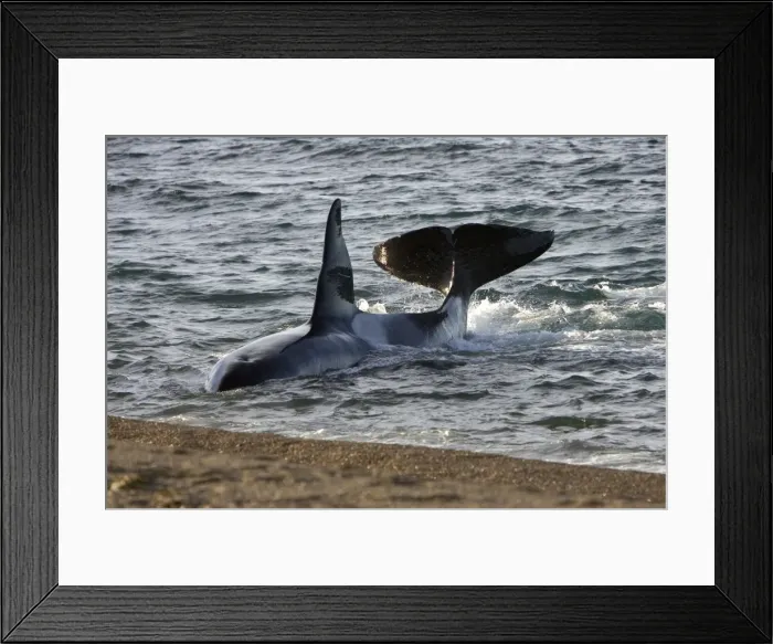 Framed Print : Killer whale / Orca - The adult male known as MEL, 45 to 50 years old when these images were taken (March 2006), hunting South American Sea lion pups on a beach at Punta Norte, Valdes Peninsula, Province Chubut, Patagonia, Argentina Framed Print : Killer whale / Orca - The adult male known as MEL, 45 to 50 years old when these images were taken (March 2006), hunting South American Sea lion pups on a beach at Punta Norte, Valdes Peninsula, Province Chubut, Patagonia, Argentina