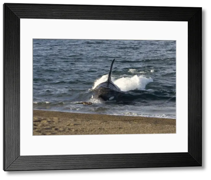 Framed Print : Killer whale / Orca - The adult male known as MEL, 45 to 50 years old when these images were taken (March 2006), hunting South American Sealion pups on a beach at Punta Norte, Valdes Peninsula, Province Chubut, Patagonia, Argentina Framed Print : Killer whale / Orca - The adult male known as MEL, 45 to 50 years old when these images were taken (March 2006), hunting South American Sealion pups on a beach at Punta Norte, Valdes Peninsula, Province Chubut, Patagonia, Argentina