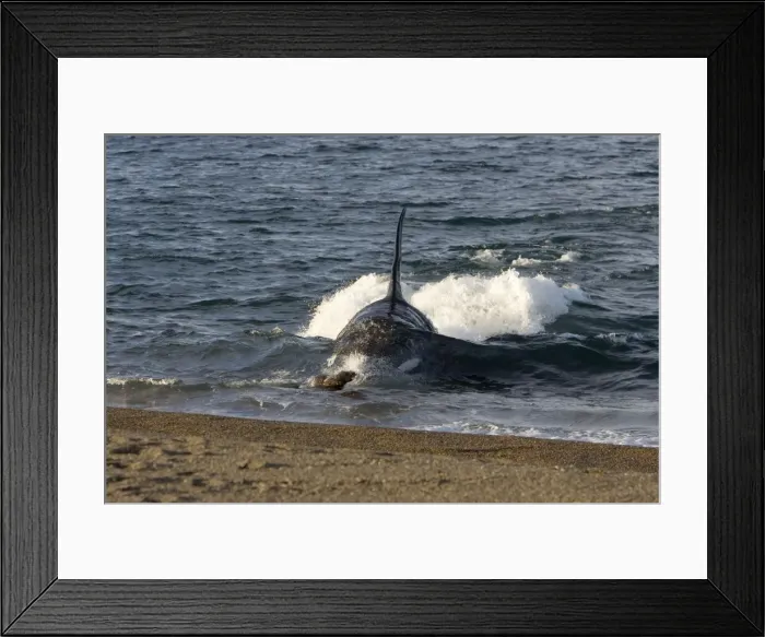 Framed Print : Killer whale / Orca - The adult male known as MEL, 45 to 50 years old when these images were taken (March 2006), hunting South American Sealion pups on a beach at Punta Norte, Valdes Peninsula, Province Chubut, Patagonia, Argentina Framed Print : Killer whale / Orca - The adult male known as MEL, 45 to 50 years old when these images were taken (March 2006), hunting South American Sealion pups on a beach at Punta Norte, Valdes Peninsula, Province Chubut, Patagonia, Argentina