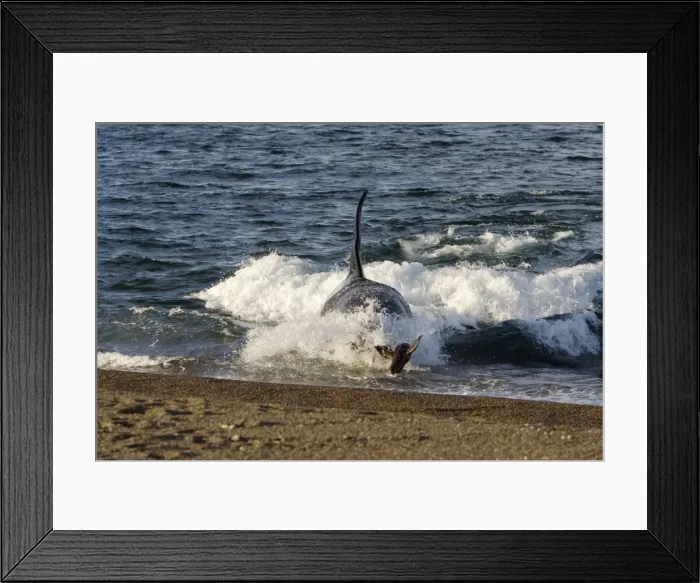 Framed Print : Killer whale / Orca - The adult male known as MEL, 45 to 50 years old when these images were taken (March 2006), hunting South American Sealion pups on a beach at Punta Norte, Valdes Peninsula, Province Chubut, Patagonia, Argentina Framed Print : Killer whale / Orca - The adult male known as MEL, 45 to 50 years old when these images were taken (March 2006), hunting South American Sealion pups on a beach at Punta Norte, Valdes Peninsula, Province Chubut, Patagonia, Argentina