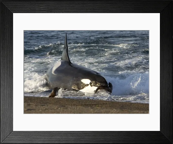 Framed Print : Killer whale / Orca - The adult male known as MEL, 45 to 50 years old when these images were taken (March 2006), hunting South American Sealion pups on a beach at Punta Norte, Valdes Peninsula, Province Chubut, Patagonia, Argentina Framed Print : Killer whale / Orca - The adult male known as MEL, 45 to 50 years old when these images were taken (March 2006), hunting South American Sealion pups on a beach at Punta Norte, Valdes Peninsula, Province Chubut, Patagonia, Argentina