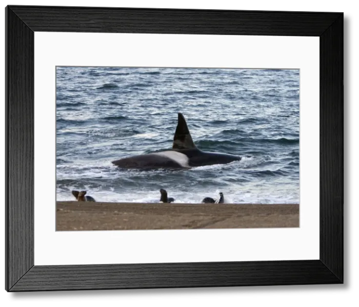 Framed Print : Killer whale / Orca - The adult male known as MEL, 45 to 50 years old when these images were taken (March 2006), hunting South American Sealion pups on a beach at Punta Norte, Valdes Peninsula, Province Chubut, Patagonia, Argentina Framed Print : Killer whale / Orca - The adult male known as MEL, 45 to 50 years old when these images were taken (March 2006), hunting South American Sealion pups on a beach at Punta Norte, Valdes Peninsula, Province Chubut, Patagonia, Argentina