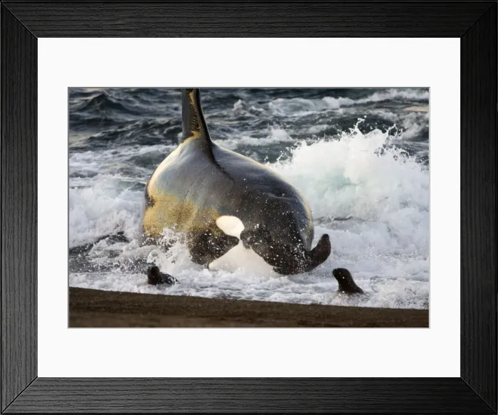 Framed Print : Killer whale / Orca - The adult male known as MEL, 45 to 50 years old when these images were taken (March 2006), hunting South American Sealion pups on a beach at Punta Norte, Valdes Peninsula, Province Chubut, Patagonia, Argentina Framed Print : Killer whale / Orca - The adult male known as MEL, 45 to 50 years old when these images were taken (March 2006), hunting South American Sealion pups on a beach at Punta Norte, Valdes Peninsula, Province Chubut, Patagonia, Argentina