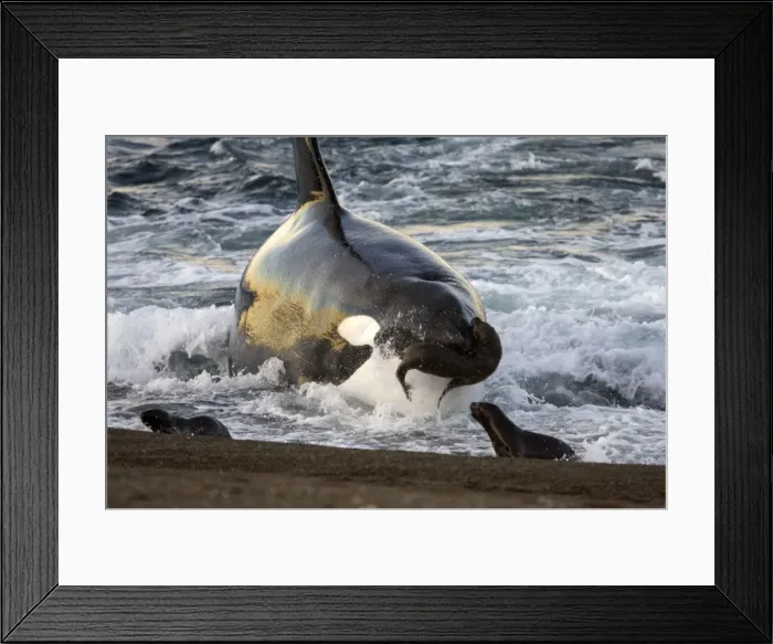 Framed Print : Killer whale / Orca - The adult male known as MEL, 45 to 50 years old when these images were taken (March 2006), hunting South American Sealion pups on a beach at Punta Norte, Valdes Peninsula, Province Chubut, Patagonia, Argentina Framed Print : Killer whale / Orca - The adult male known as MEL, 45 to 50 years old when these images were taken (March 2006), hunting South American Sealion pups on a beach at Punta Norte, Valdes Peninsula, Province Chubut, Patagonia, Argentina